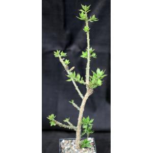 Pereskiopsis porteri 5-inch pots