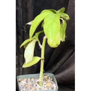 Pereskia aculeata 4-inch pots