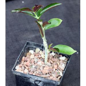 Pereskia grandiflora ssp. violacea 5-inch pots