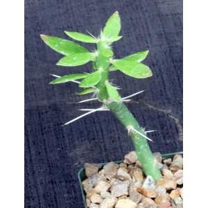 Pereskiopsis aquosa 4-inch pots