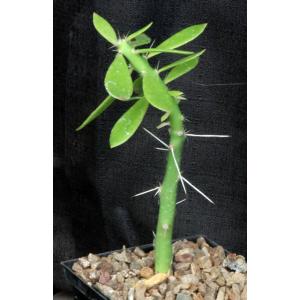 Pereskiopsis aquosa 5-inch pots