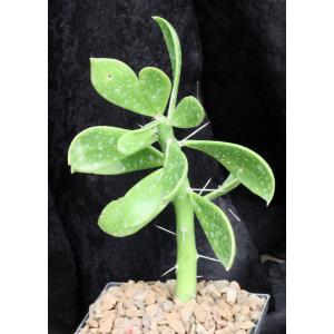 Pereskiopsis aquosa 5-inch pots