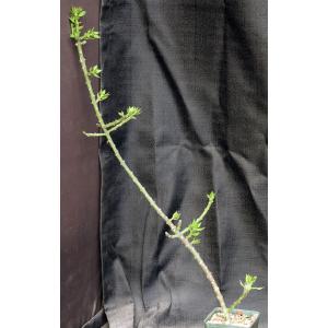 Pereskiopsis porteri 4-inch pots