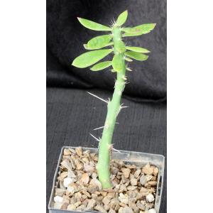 Pereskiopsis aquosa 5-inch pots