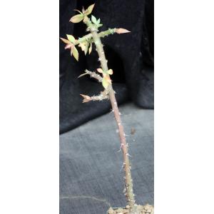 Pereskiopsis porteri 4-inch pots