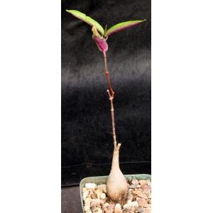 Petopentia natalensis 4-inch pots