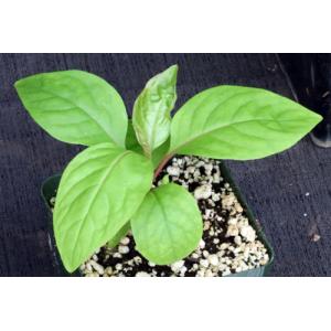 Phytolacca dioica 4-inch pots