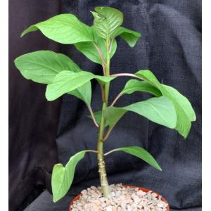 Phytolacca dioica one-gallon pots