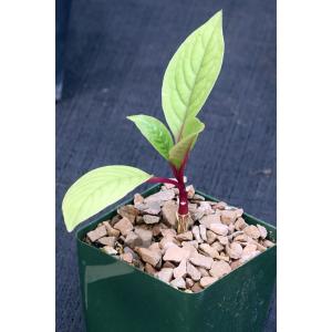Phytolacca dioica 4-inch pots