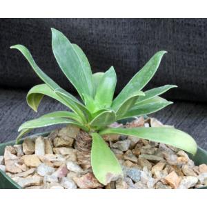 Pilea fairchildiana 5-inch pots