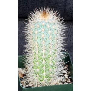 Pilosocereus calcisaxicolus 4-inch pots