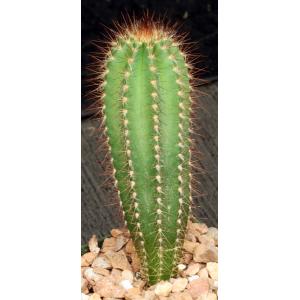 Pilosocereus fulvilanatus 4-inch pots
