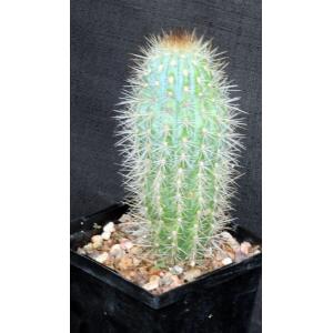 Pilosocereus calcisaxicolus 5-inch pots