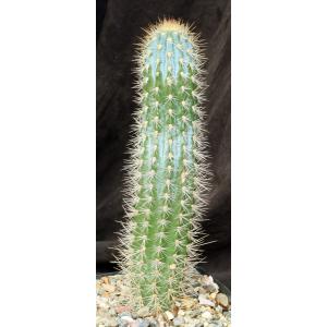 Pilosocereus calcisaxicolus one-gallon pots