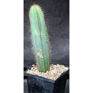 Pilosocereus fulvilanatus 5-inch pots