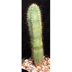 Pilosocereus pachycladus one-gallon pots