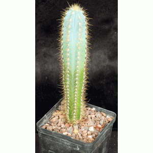 Pilosocereus pachycladus 5-inch pots