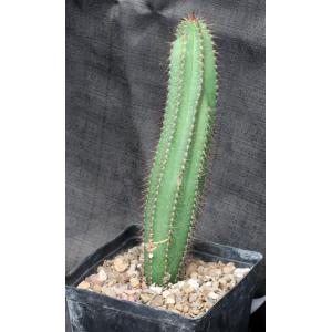 Pilosocereus fulvilanatus one-gal pots