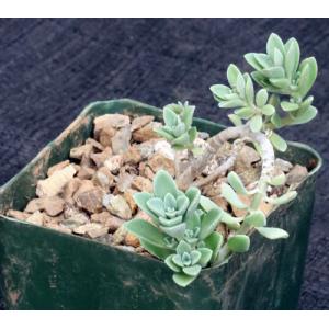 Plectranthus tenuiflorus 4-inch pots