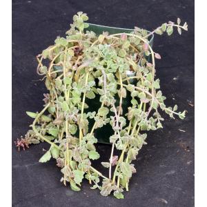 Plectranthus prostratus 4-inch pots