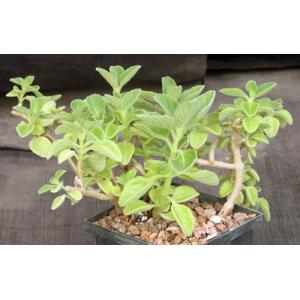 Plectranthus barbatus 3-inch pots