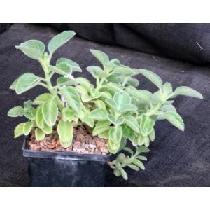 Plectranthus barbatus 5-inch pots