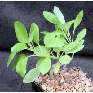 Plectranthus igniarius (Lav 23156) 5-inch pots