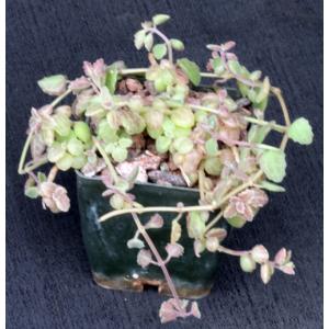 Plectranthus prostratus 2-inch pots