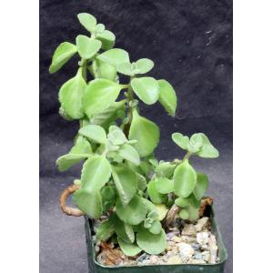 Plectranthus socotranus 4-inch pots