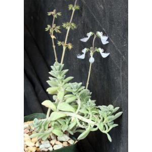 Plectranthus tenuiflorus 4-inch pots