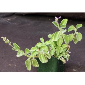 Plectranthus barbatus 4-inch pots