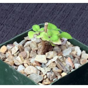 Plectranthus ernstii 4-inch pots