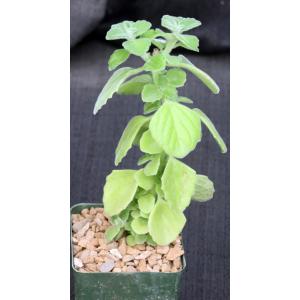Plectranthus forskaohlii (Coleus aromaticus) 5-inch pots