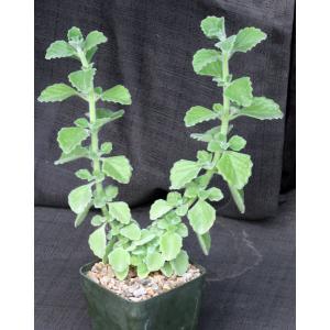 Plectranthus forskaohlii 5-inch pots