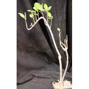 Plectranthus igniarius (Lav 23156) 5-inch pots