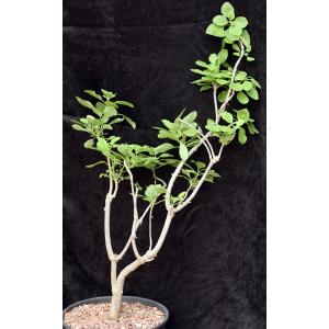 Plectranthus igniarius (Lav 23156) 2-gallon pots