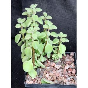 Plectranthus socotranus 5-inch pots