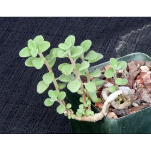 Plectranthus socotranus 4-inch pots