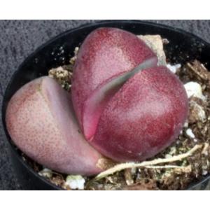 Pleiospilos nelii Royal Flush 2-inch pots