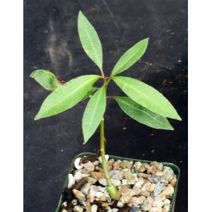 Plumeria subsessilis 4-inch pots