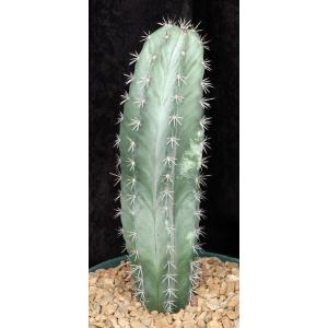 Polaskia chichipe 8-inch pots