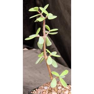 Portulacaria afra fm macrophylla 5-inch pots