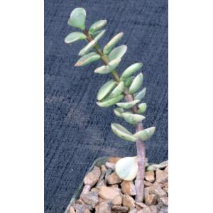 Portulacaria afra (variegate) 3-inch pots