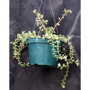 Portulacaria afra variegata 8-inch pots