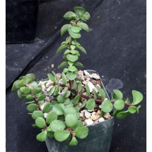 4 inch Pots Live Plants 2 Portulacaria 