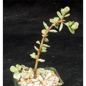 Portulacaria afra variegata 4-inch pots