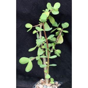 Portulacaria afra fm macrophylla 5-inch pots