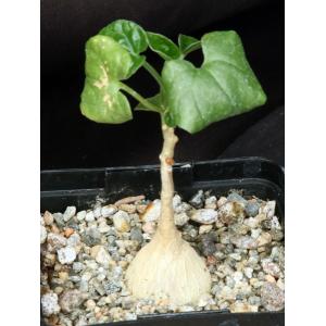 Pyrenacantha malvifolia 5-inch pots