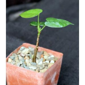 Bombax ellipticum 3-inch pots