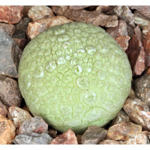 Pseudolithos migiurtinus 2-inch pots